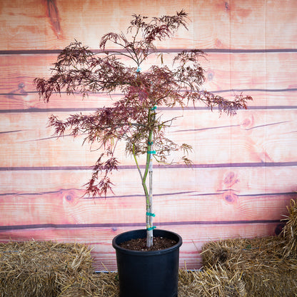 Crimson Queen Japanese Maple