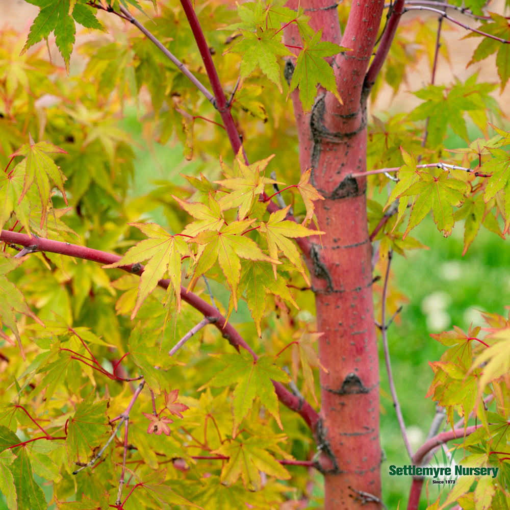 Japanese Maple Coral Bark