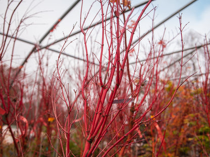 Japanese Maple Coral Bark