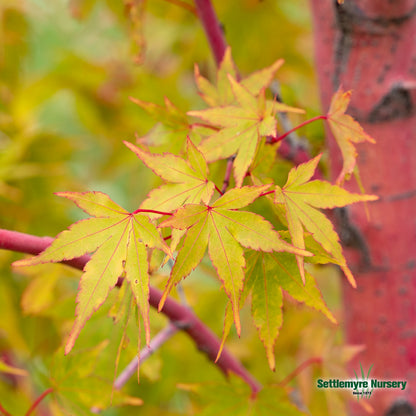 Japanese Maple Coral Bark