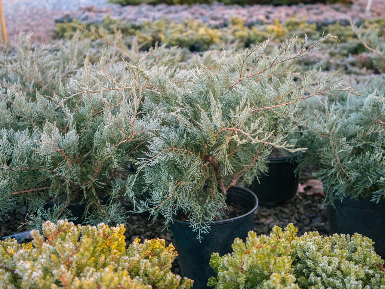 Grey Owl Juniper