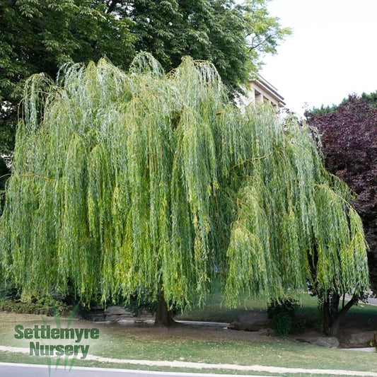 B&B Weeping Willow