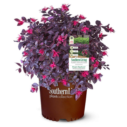 Loropetalum Purple Daydream 3 Gallon