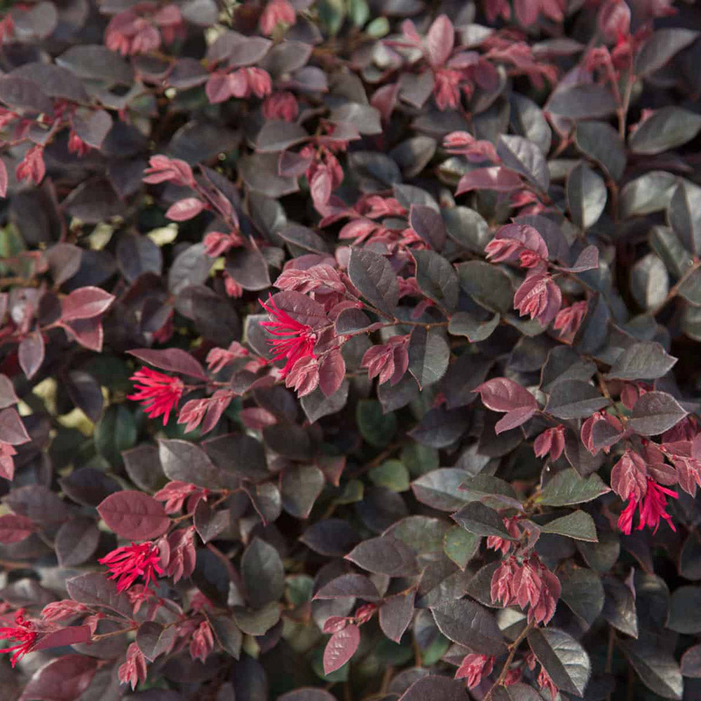 Loropetalum Purple Daydream 3 Gallon