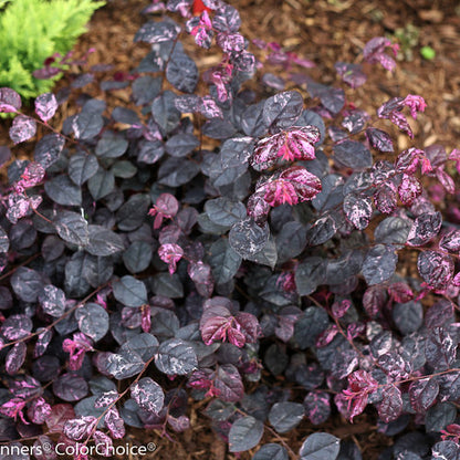 Loropetalum Jazz Hands