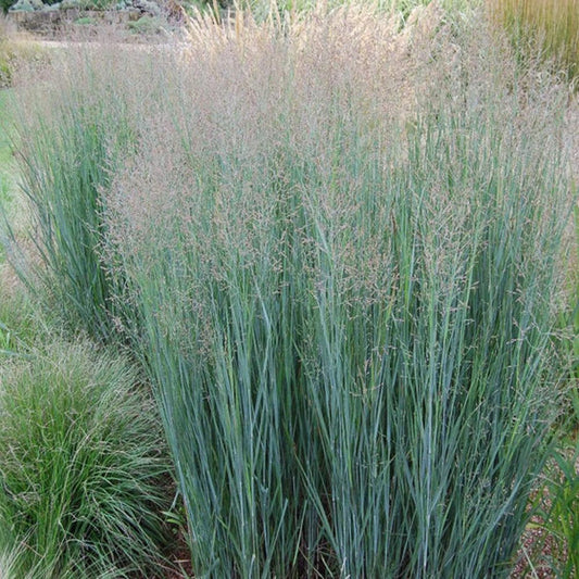 Grass Heavy Metal 1 Gallon