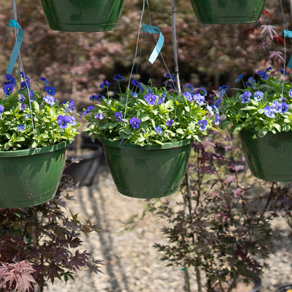 Pansy Cool Wave Basket