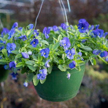 Pansy Cool Wave Basket
