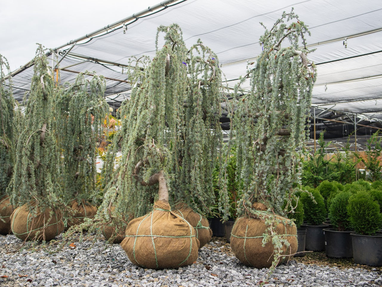 Weeping Atlas Cedar