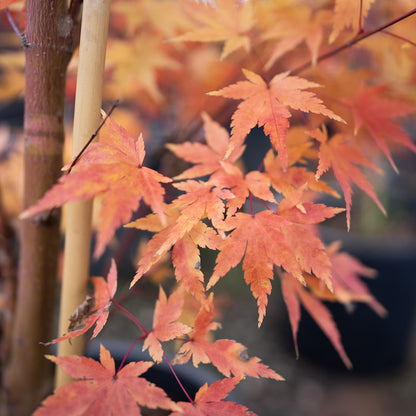Japanese Maple Coral Bark