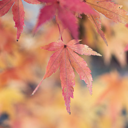 Japanese Maple Coral Bark