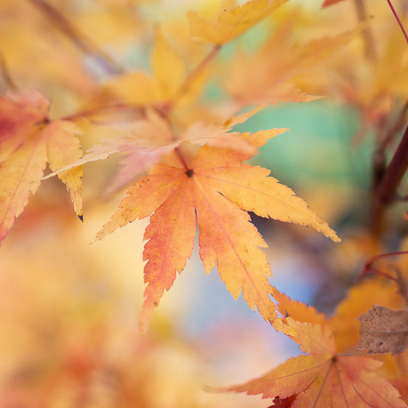 Japanese Maple Coral Bark