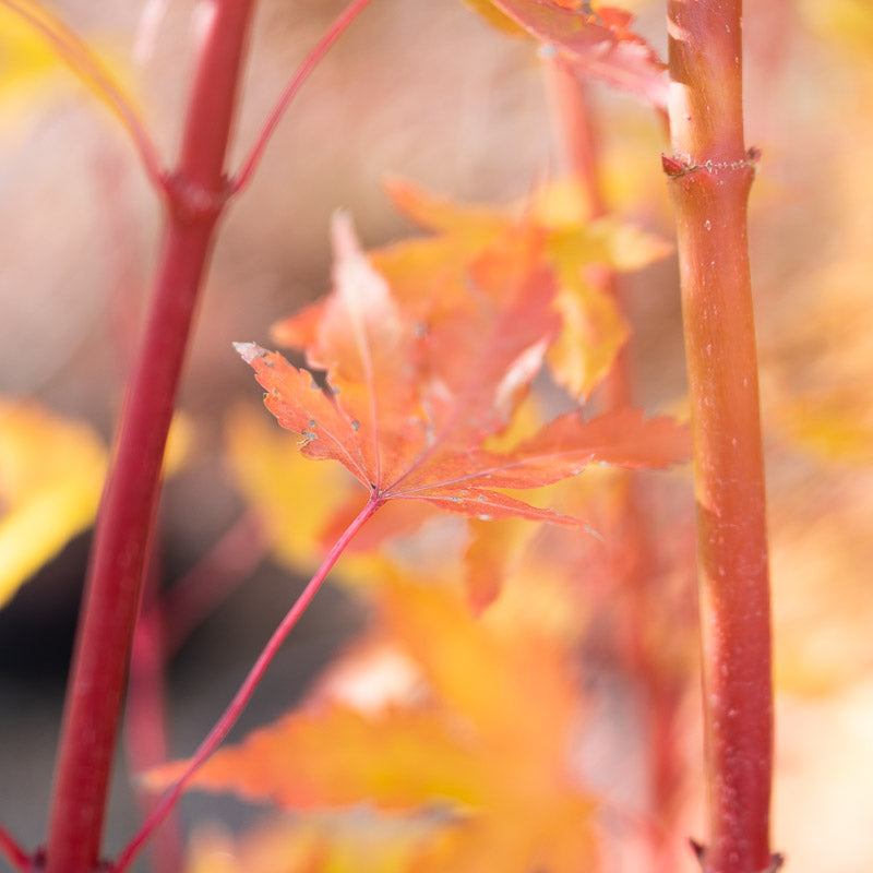 Japanese Maple Coral Bark