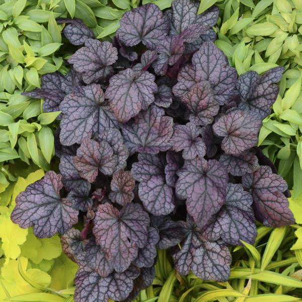 Heuchera 1 gallon