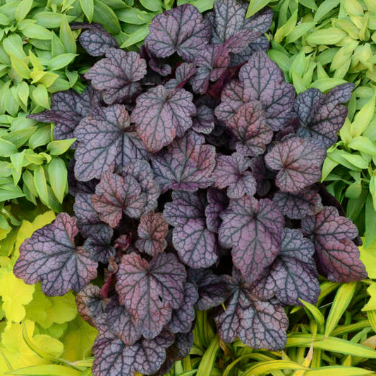 Heuchera 1 gallon