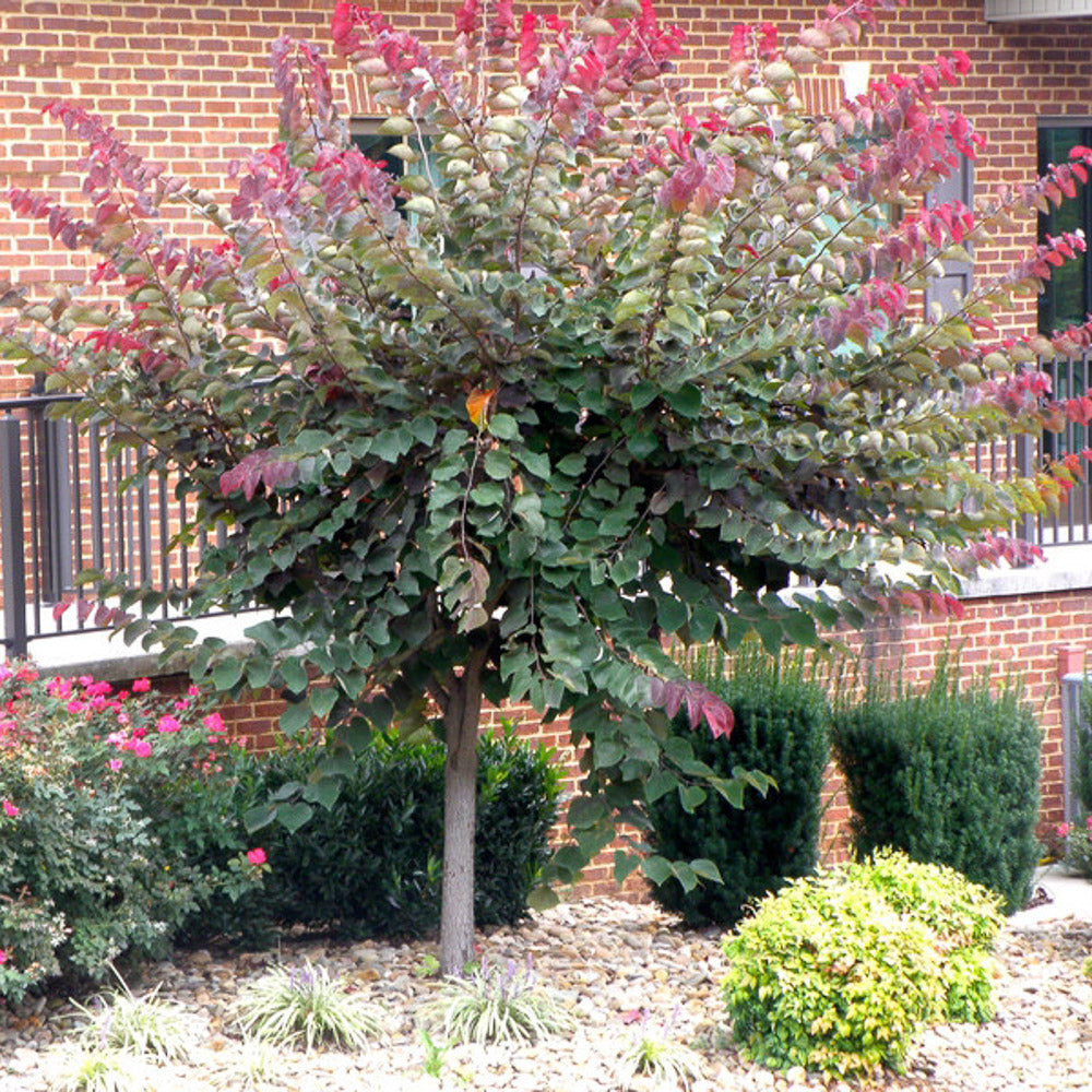 Redbud Forest Pansy 15 Gallon