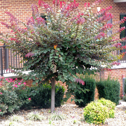 Redbud Forest Pansy 15 Gallon