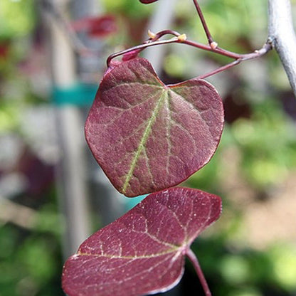 Redbud Forest Pansy 15 Gallon