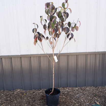 Dogwood Cornus Florida 2G