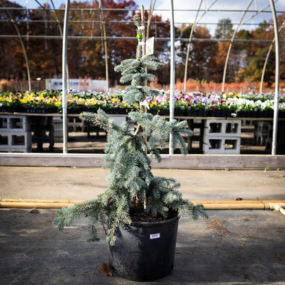 The Blues Weeping Blue Spruce
