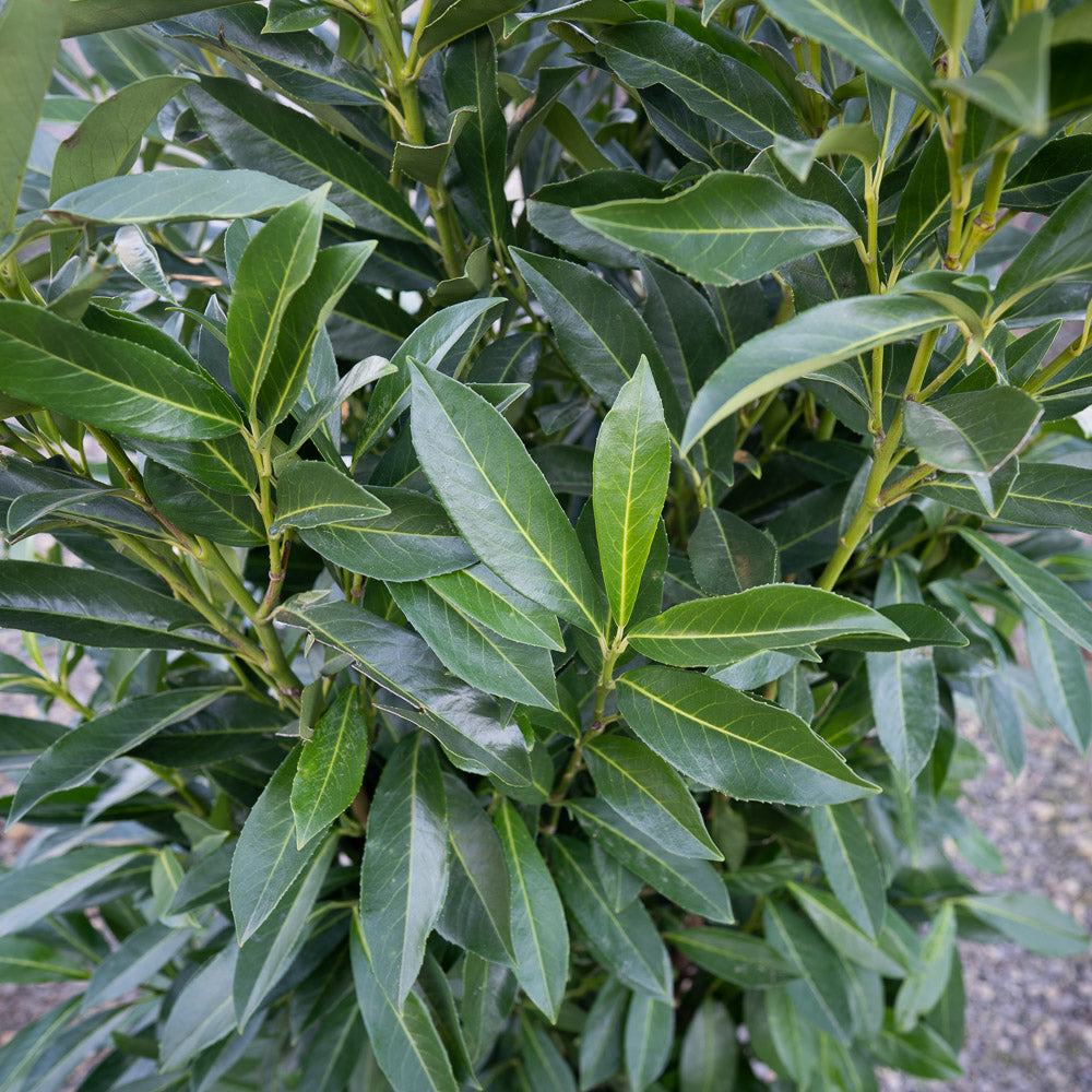 Large 10 gallon Schip laurels