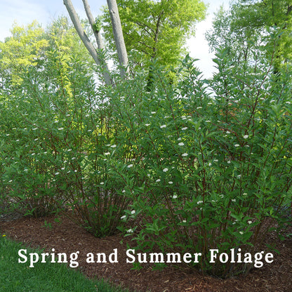 Arctic Fire Dogwood