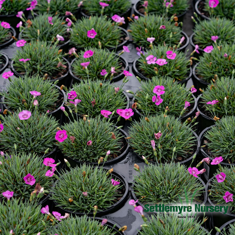 Dianthus Neon Star #1