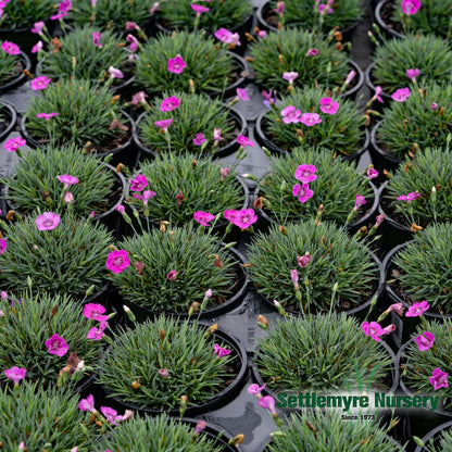 Dianthus Neon Star #1