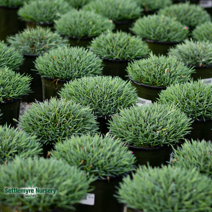 Dianthus Neon Star #1