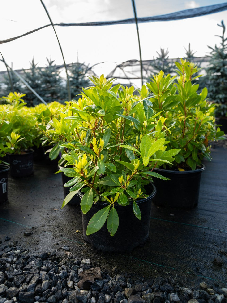 Illicium Anise Banana Appeal