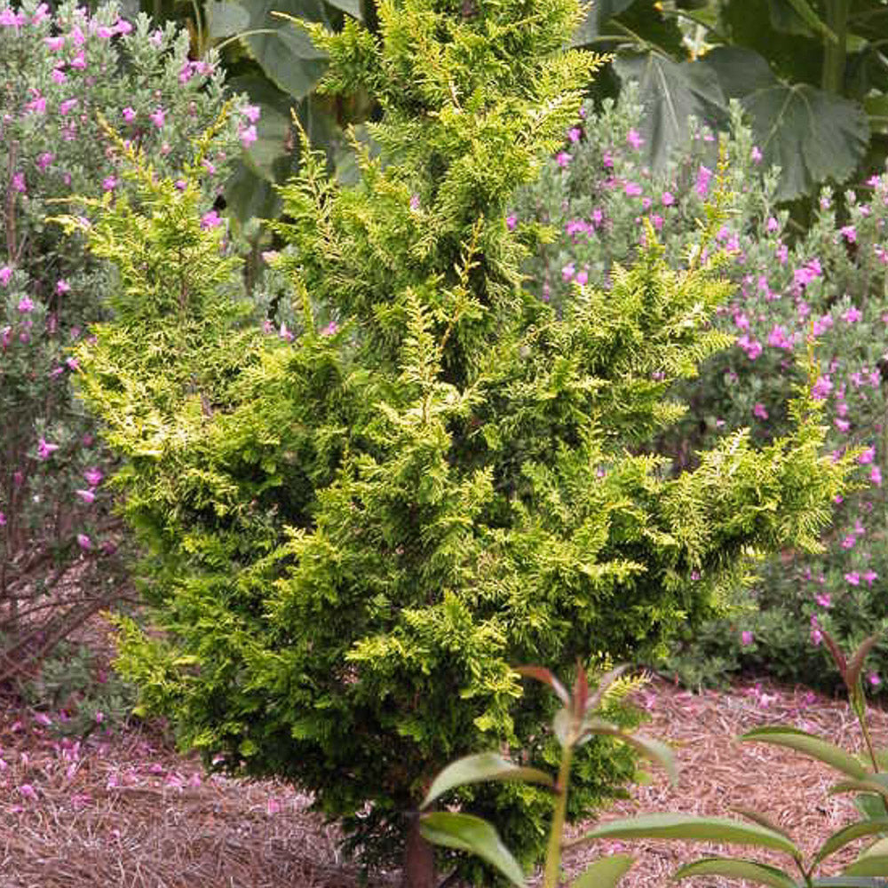 Fernspray Gold in pot at Settlemyre Nursery