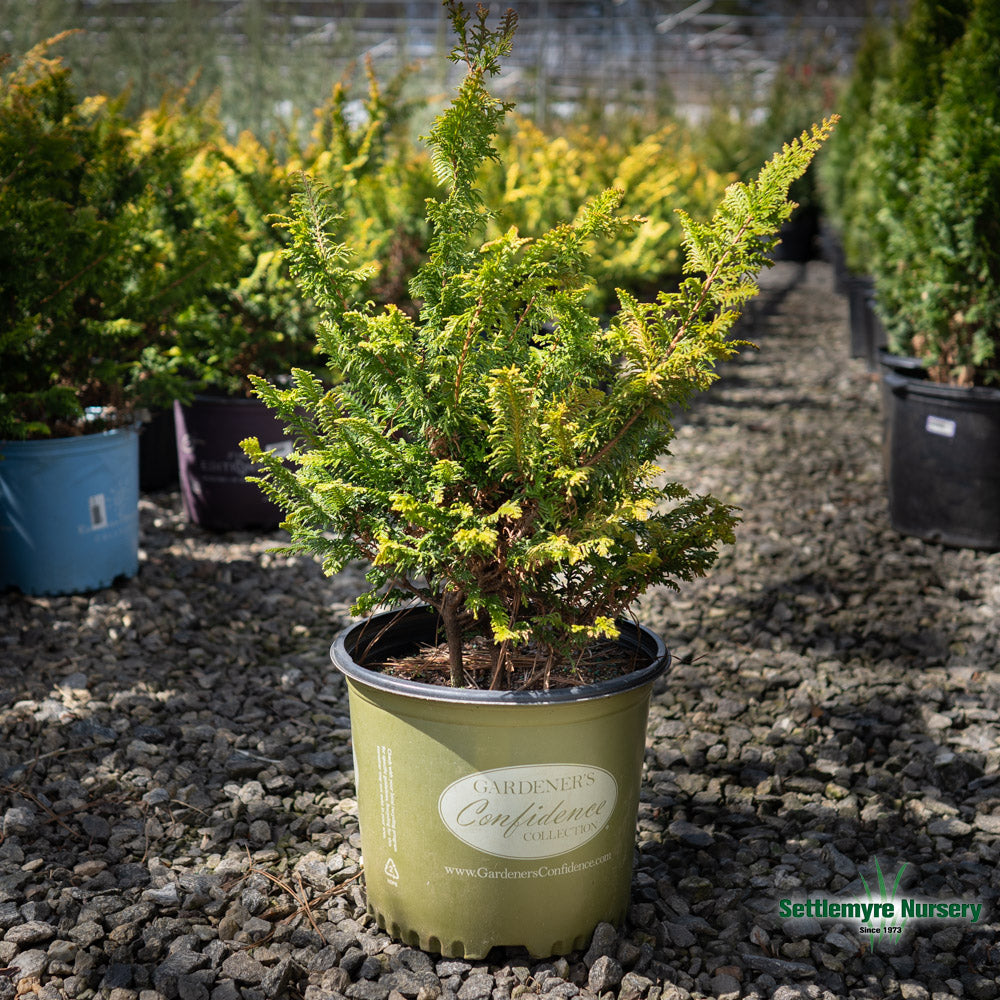 Fernspray Gold in landscape