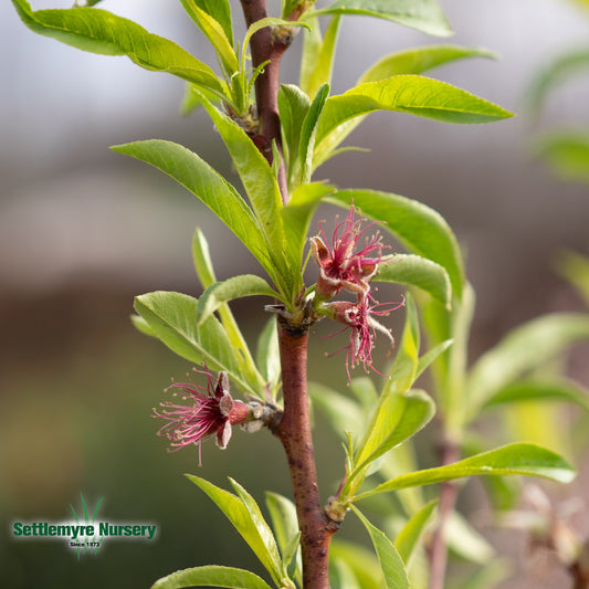 Peach Tree Tex Star 5 Gallon