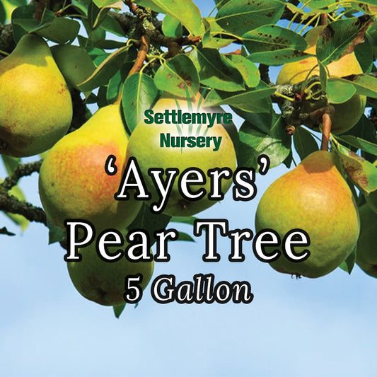 Pear Tree Ayers 5 Gallon
