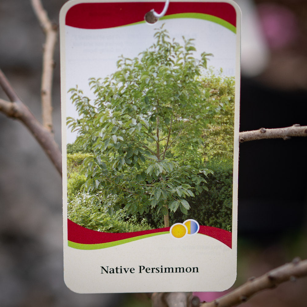 Persimmon Tree Native 5 Gallon