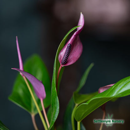 Anthurium