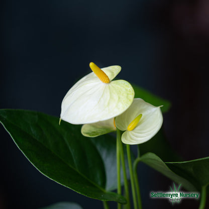 Anthurium