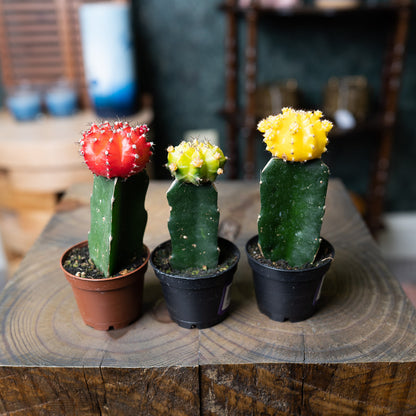 Grafted Moon Cactus
