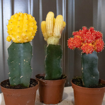 Grafted Moon Cactus