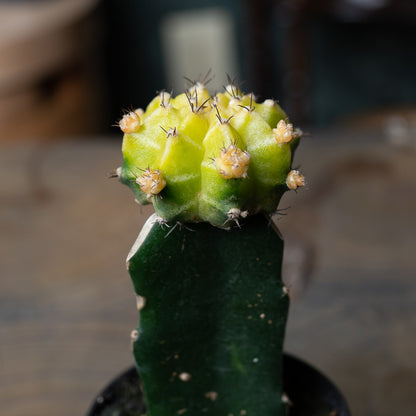 Grafted Moon Cactus
