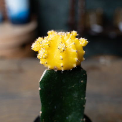 Grafted Moon Cactus
