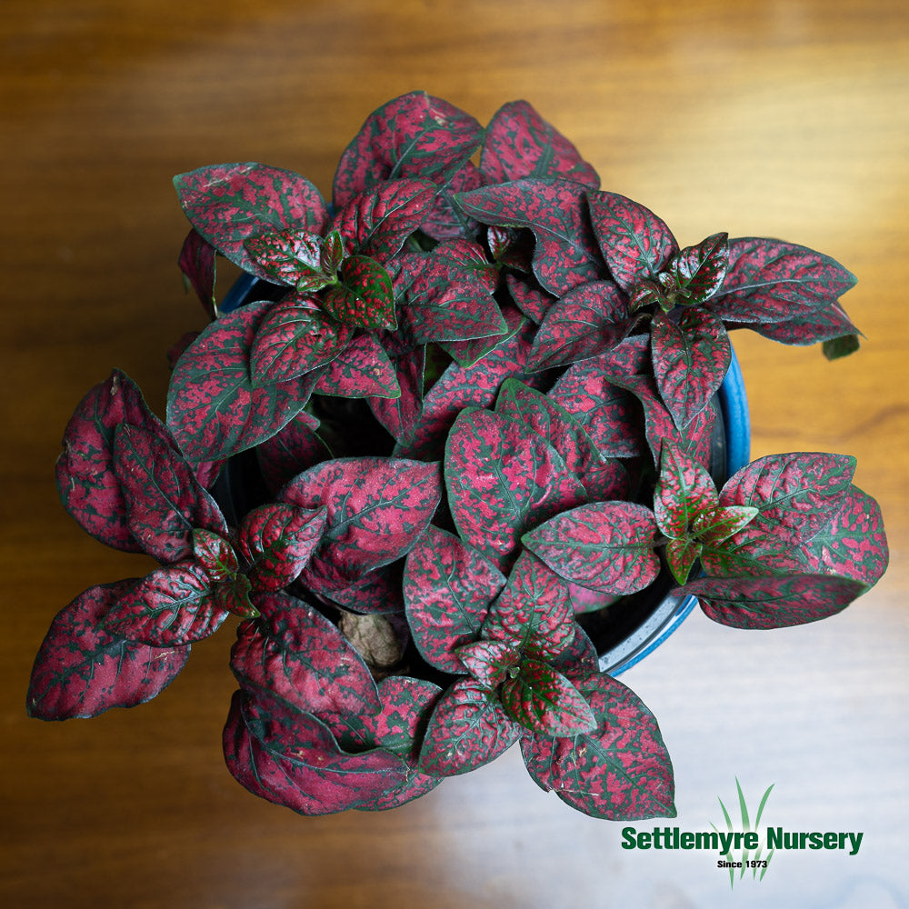 Polka Dot Plant 4 Assorted Colors