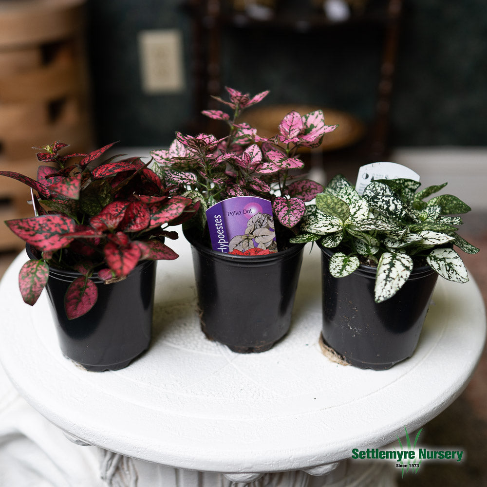 Polka Dot Plant 4 Assorted Colors