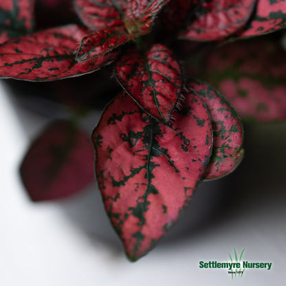 Polka Dot Plant 4 Assorted Colors