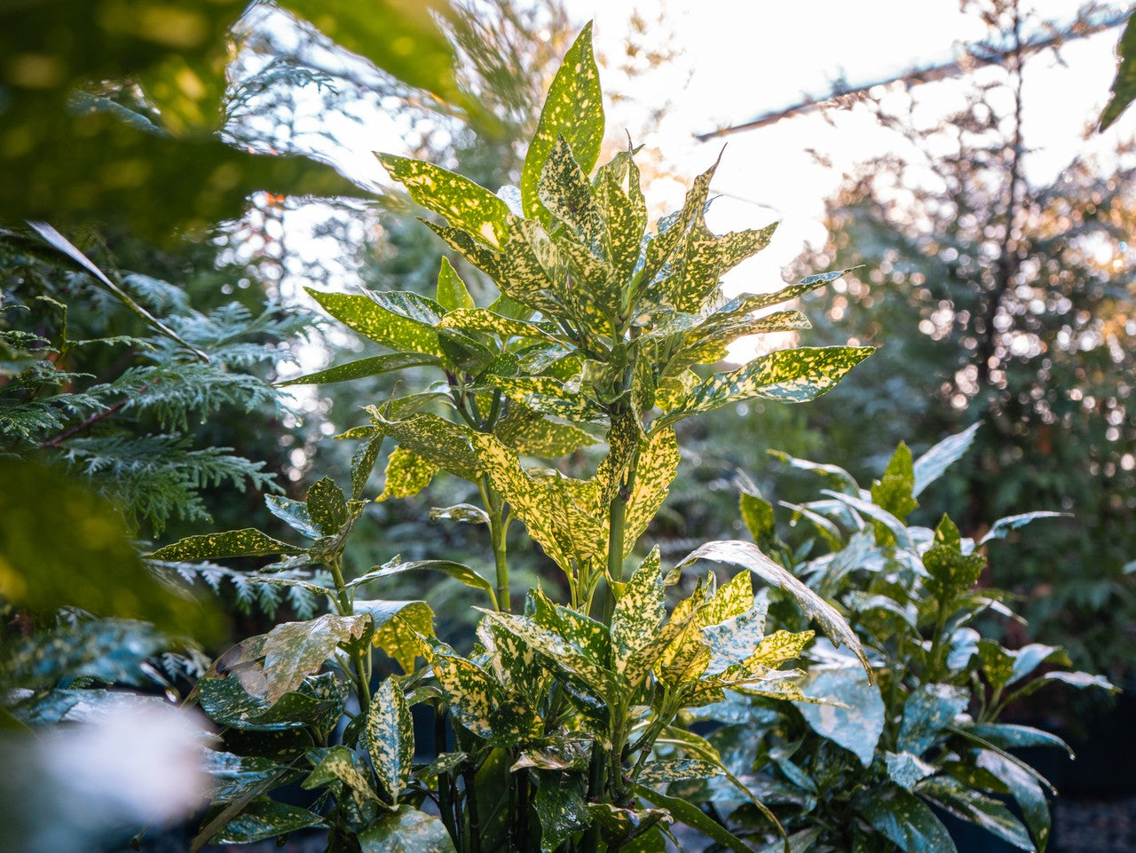 Aucuba Gold Dust 3g
