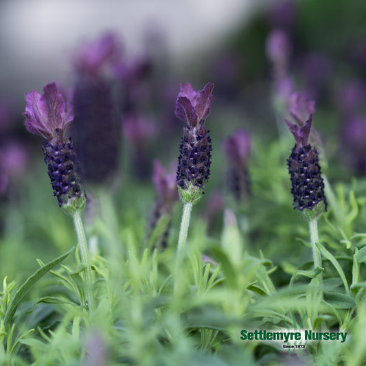 Lavender 8