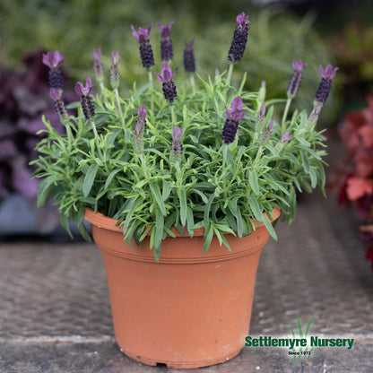 Lavender 8