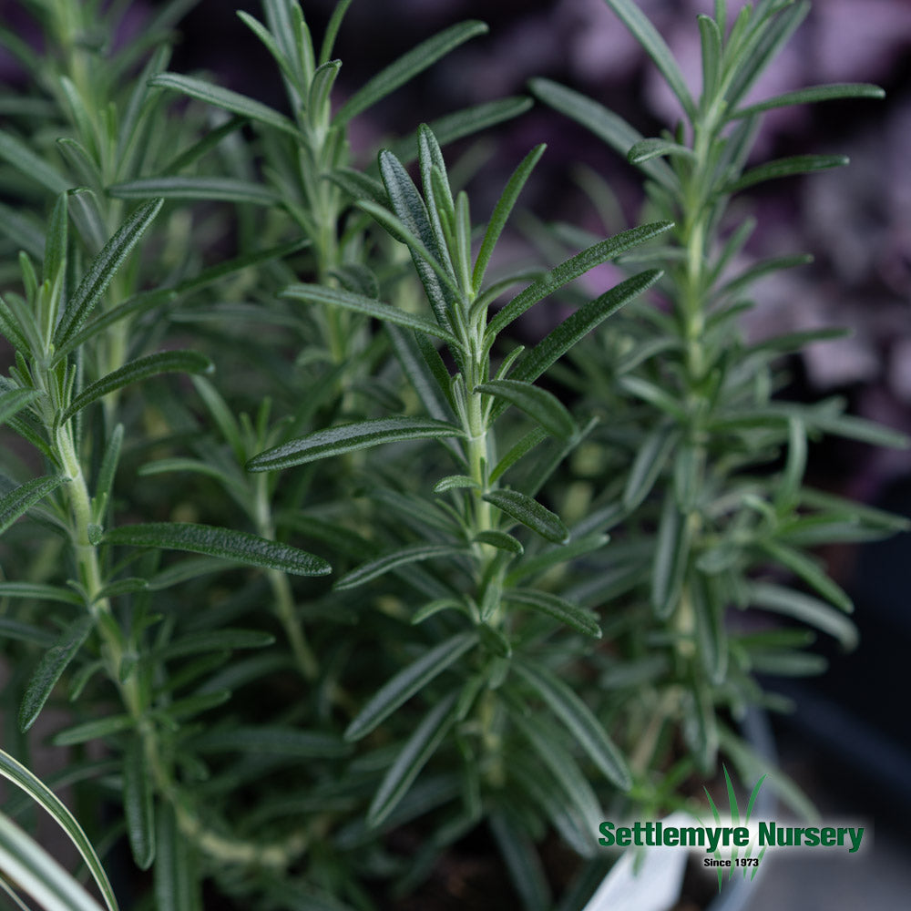 Rosemary 6.5