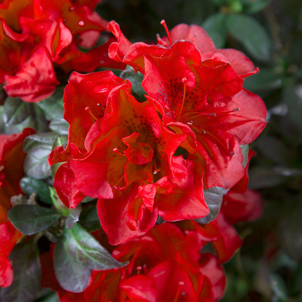 Autumn Fire Encore Azalea with reblooming fiery red blooms