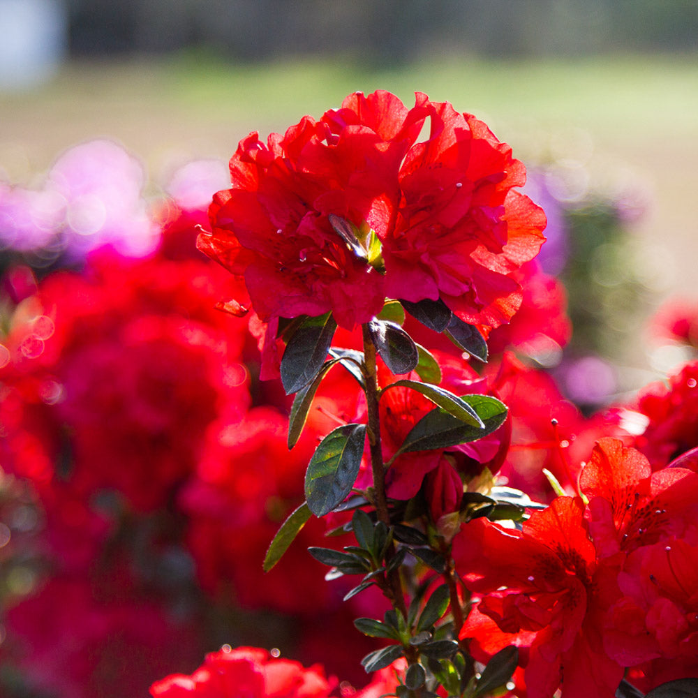 Autumn Fire Encore Azalea blooms in group